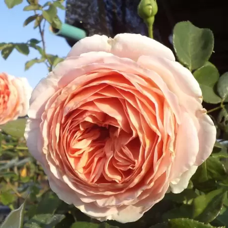 Trandafir David Austin - Abraham Darby - anul 3 la Ghiveci