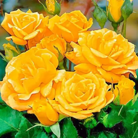 Trandafir Floribunda Arthur Bell - anul 3 la Ghiveci