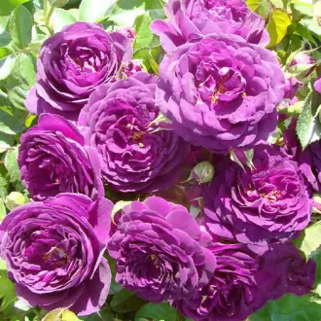 Trandafir Floribunda Blue Violet - anul 3 la Ghiveci