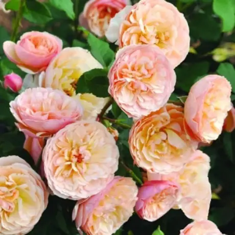 Trandafir Floribunda Eveline Wild - anul 3 la Ghiveci