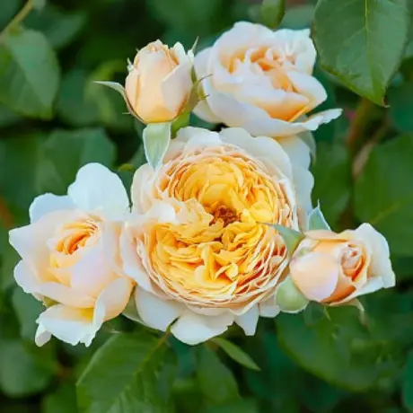 Trandafir Floribunda Floral Fashion - anul 3 la Ghiveci