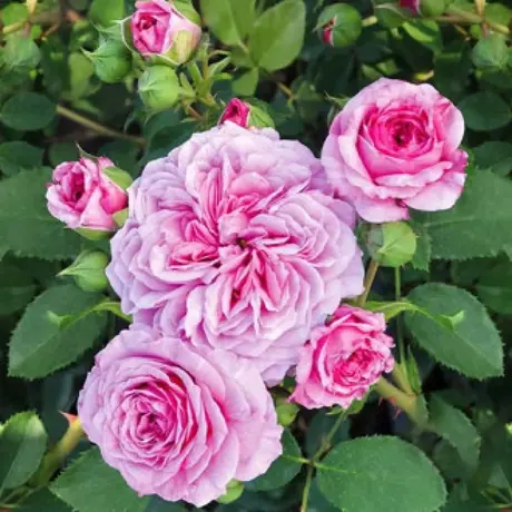 Trandafir Floribunda Frayla Miarija - anul 3 la Ghiveci