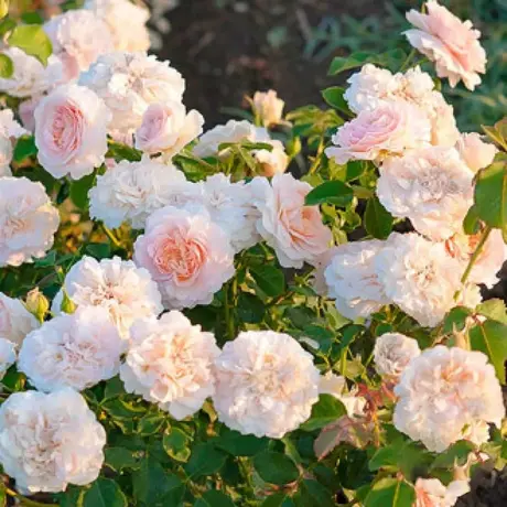 Trandafir Floribunda Fun Fashion - anul 3 la Ghiveci