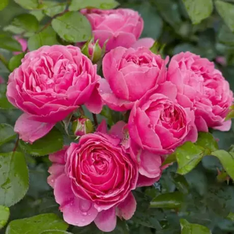 Trandafir Floribunda Leonardo da Vinci - anul 3 la Ghiveci