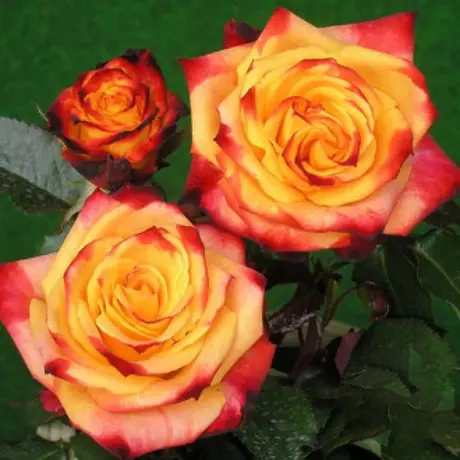 Trandafir Floribunda Mein Munchen - anul 3 la Ghiveci