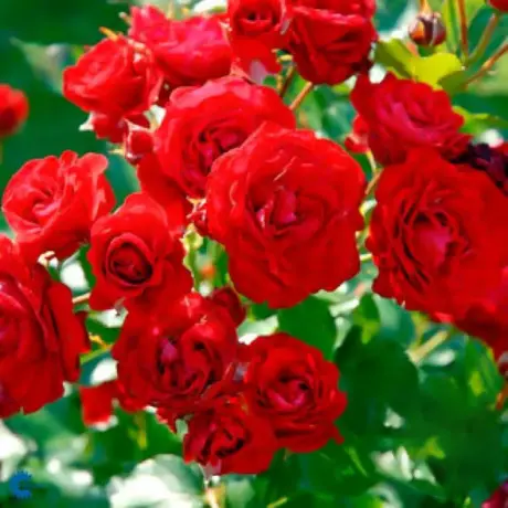 Trandafir Floribunda Nina - anul 3 la Ghiveci