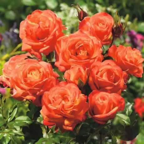 Trandafir Floribunda Orange - anul 3 la Ghiveci