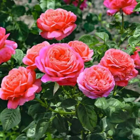 Trandafir Floribunda Peach Vaza - anul 3 la Ghiveci