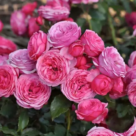 Trandafir Floribunda Pink Vaza - anul 3 la Ghiveci