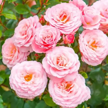 Trandafir Floribunda Pink - anul 3 la Ghiveci