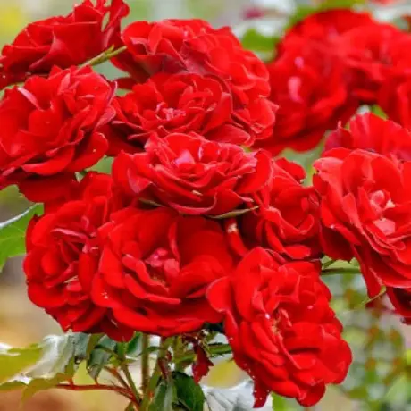 Trandafir Floribunda Red - anul 3 la Ghiveci