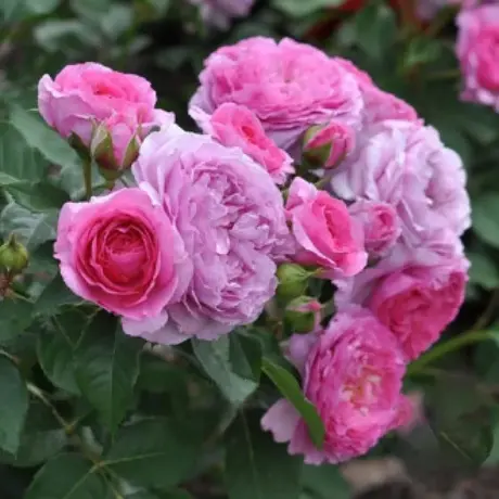 Trandafir Floribunda Renee van Wegberg - anul 3 la Ghiveci