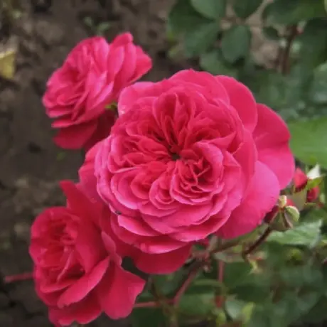 Trandafir Floribunda Sava Reka - anul 3 la Ghiveci