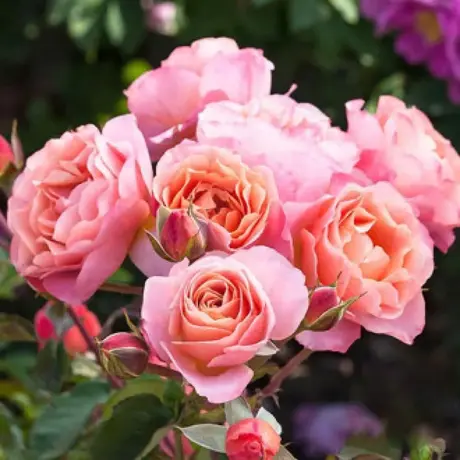 Trandafir Floribunda Trendy Fashion - anul 3 la Ghiveci