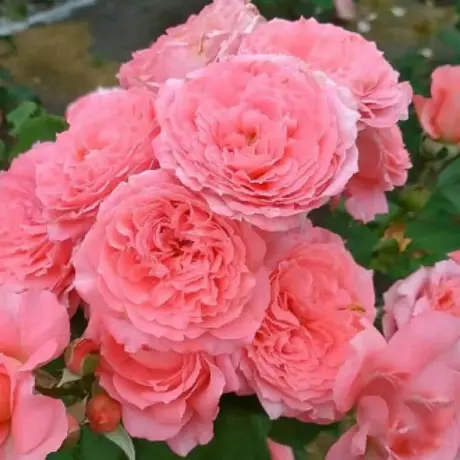 Trandafir Floribunda Urban Fashion - anul 3 la Ghiveci