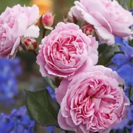 Trandafir Floribunda Vaza Lavender - anul 3 la Ghiveci