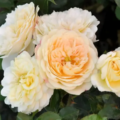 Trandafir Floribunda Vaza Lemon - anul 3 la Ghiveci