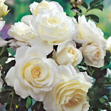 Trandafir Floribunda White - anul 3 la Ghiveci