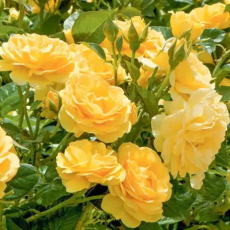 Trandafir Floribunda Yellow - anul 3 la Ghiveci