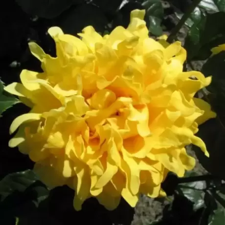 Trandafir Golden Lady - anul 3 la Ghiveci