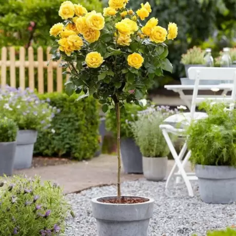 Trandafir Pomisor Patio Garden la Ghiveci