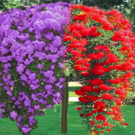 Trandafir Pomisor Plangator Violet si Rosu la Ghiveci