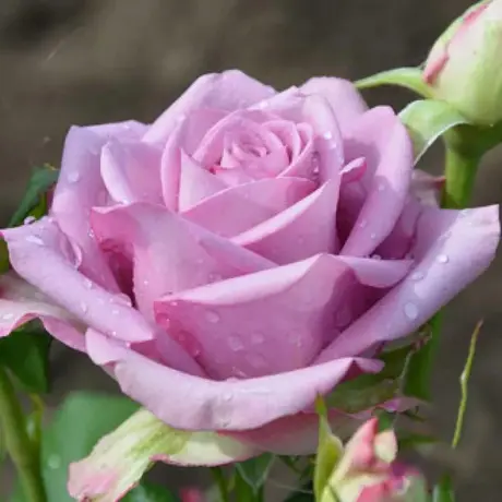 Trandafir Teahibrid Blue Violet - anul 3 la Ghiveci