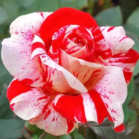 Trandafir Teahibrid White Red - anul 3 la Ghiveci