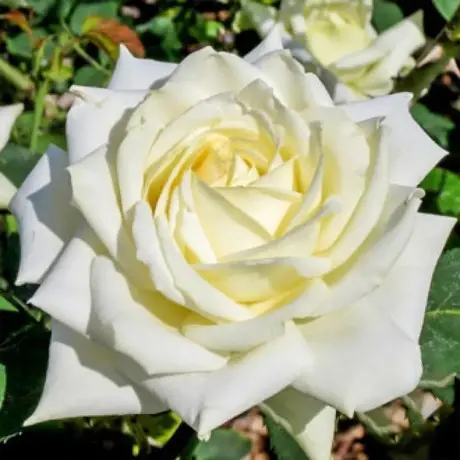 Trandafir Teahibrid White - anul 3 la Ghiveci