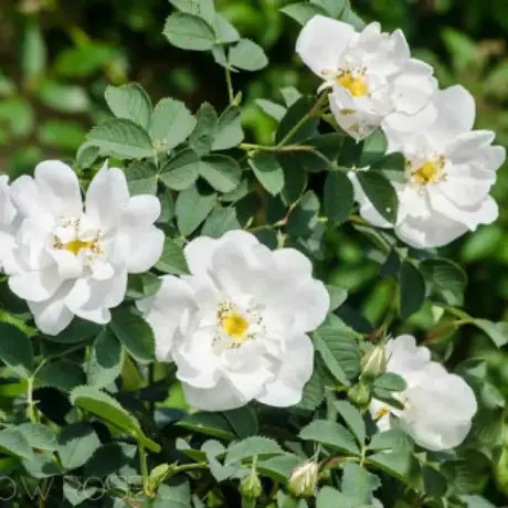 Trandafir de Dulceata Alba - anul 3 la Ghiveci