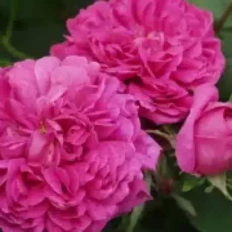 Trandafir de Dulceata Rose de Rescht - anul 3 la Ghiveci