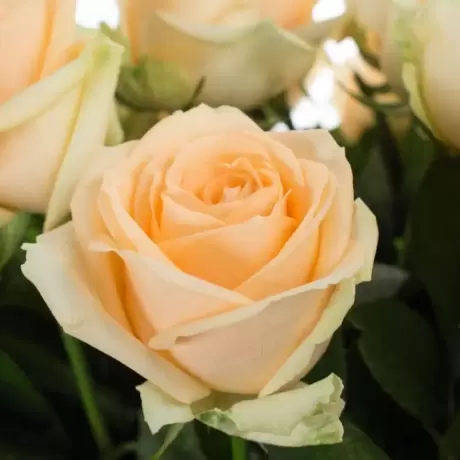 Trandafiri David Austin Ice Yellow - anul 3 la Ghiveci