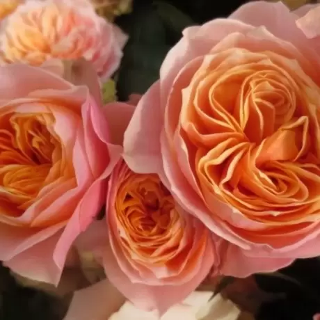 Trandafiri David Austin Light Orange - anul 3 la Ghiveci