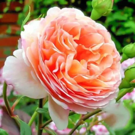 Trandafiri Englezesti Abraham Darby - anul 3 la Ghiveci