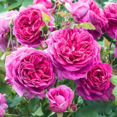 Trandafiri Englezesti Pink Lady - anul 3 la Ghiveci