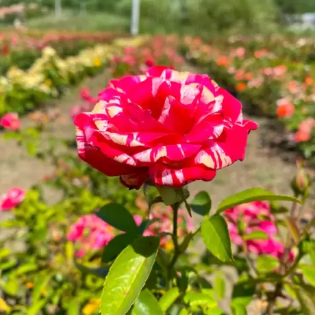 Trandafiri Hocus Pocus Pink - anul 3 la Ghiveci