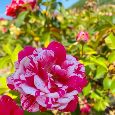 Trandafiri Hocus Pocus White Pink - anul 3 la Ghiveci