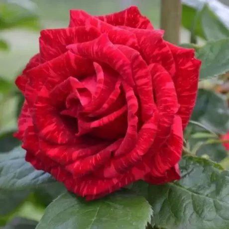 Trandafiri Red Queen - anul 3 la Ghiveci