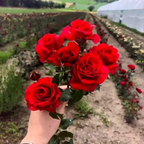 Trandafiri Red Wonder - anul 3 la Ghiveci