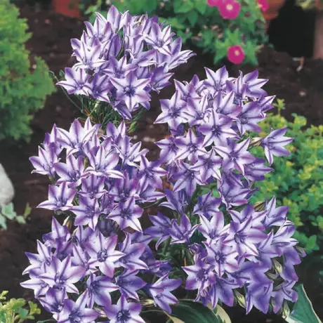 Bulbi de Triteleia Violet