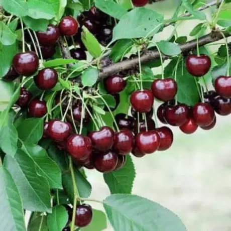 Pom Fructifer - Visin Achat
