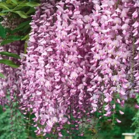 Wisteria Cataratoare Roz la Ghiveci