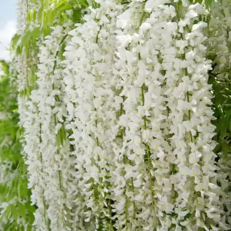 Wisteria Cataratoare cu Flori Albe la Ghiveci