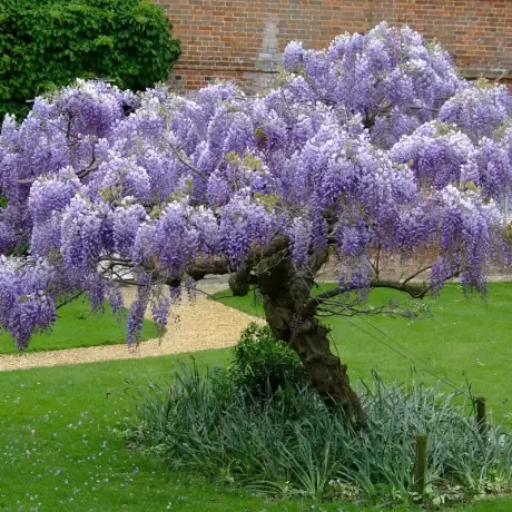 Wisteria Cataratoare Chinese Purple la Ghiveci