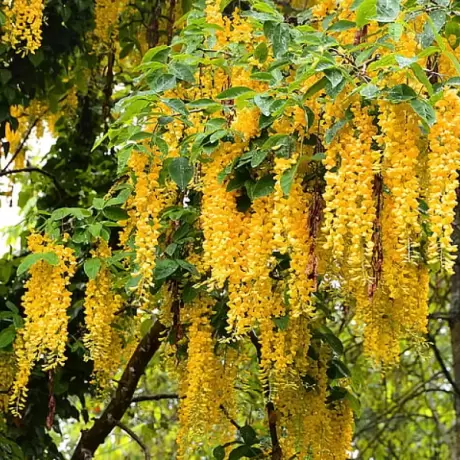 Wisteria Cataratoare Galbena la Ghiveci