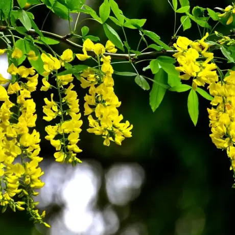 Wisteria Cataratoare Yellow la Ghiveci