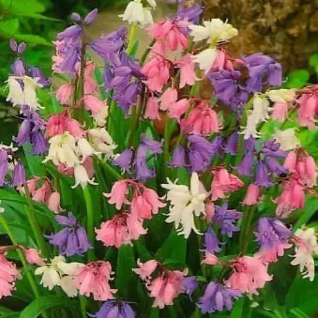 Bulbi de Zambile Multiflora