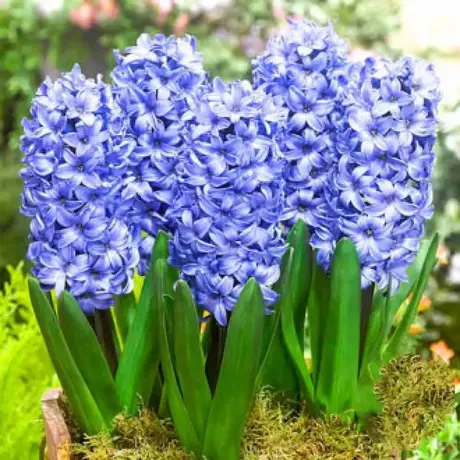 Bulbi de Zambile Delf Blue