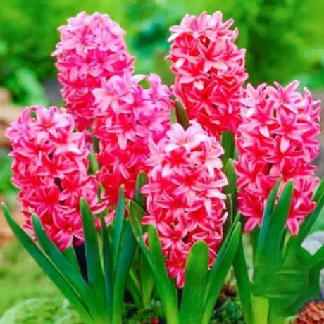 Bulbi de Zambile Red Magic 