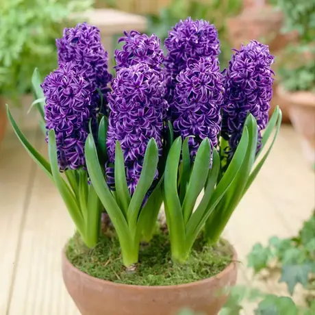 Bulbi de Zambile Violet Pearl 